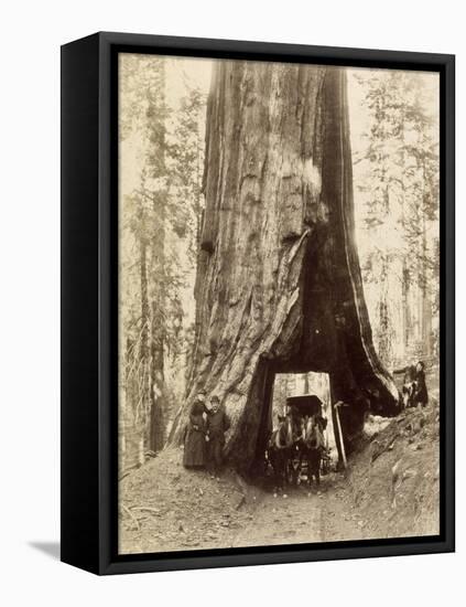 Route creusée dans le tronc d'un séquoia géant,forêt de Mariposa,Californie (Wawona,28 feet-Carleton Emmons Watkins-Framed Premier Image Canvas