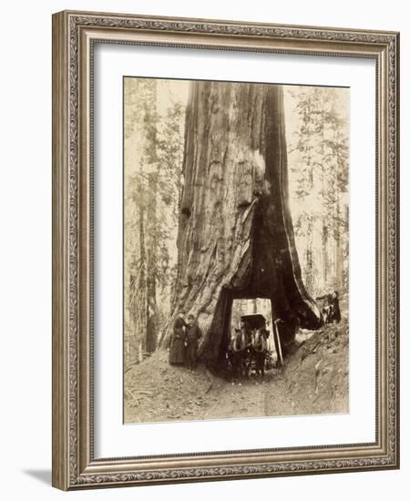 Route creusée dans le tronc d'un séquoia géant,forêt de Mariposa,Californie (Wawona,28 feet-Carleton Emmons Watkins-Framed Giclee Print