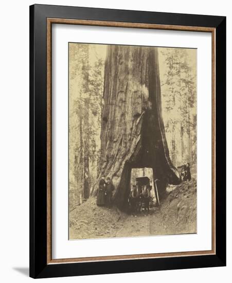 Route creusée dans le tronc d'un sequoia géant , Forêt de Mariposa, Californie-Carleton Emmons Watkins-Framed Giclee Print