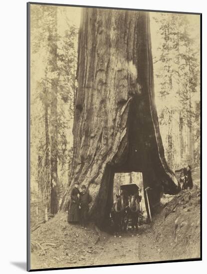 Route creusée dans le tronc d'un sequoia géant , Forêt de Mariposa, Californie-Carleton Emmons Watkins-Mounted Giclee Print