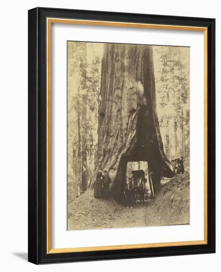 Route creusée dans le tronc d'un sequoia géant , Forêt de Mariposa, Californie-Carleton Emmons Watkins-Framed Giclee Print