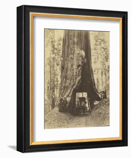 Route creusée dans le tronc d'un sequoia géant , Forêt de Mariposa, Californie-Carleton Emmons Watkins-Framed Giclee Print