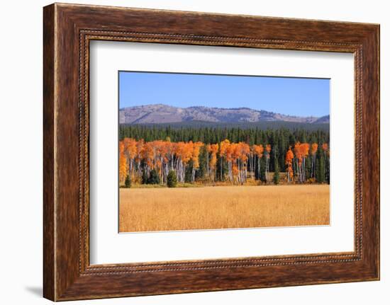 Row of Aspen Trees and Pine Trees-SNEHITDESIGN-Framed Photographic Print