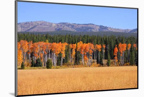 Row of Aspen Trees and Pine Trees-SNEHITDESIGN-Mounted Photographic Print