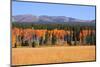 Row of Aspen Trees and Pine Trees-SNEHITDESIGN-Mounted Photographic Print