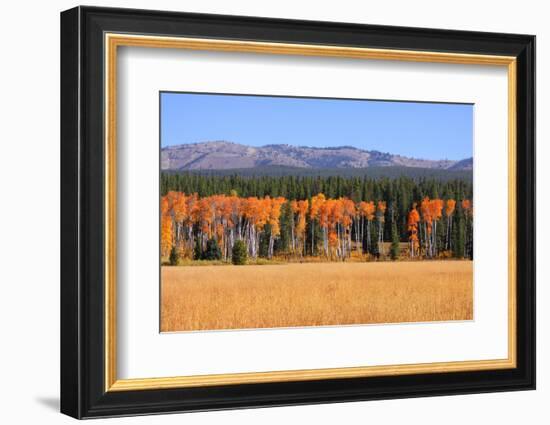 Row of Aspen Trees and Pine Trees-SNEHITDESIGN-Framed Photographic Print