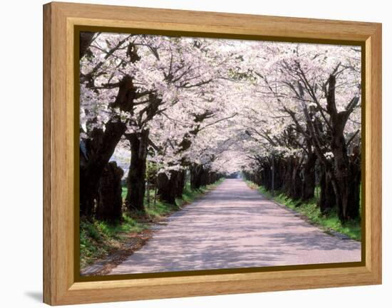 Row of Cherry Trees-null-Framed Premier Image Canvas