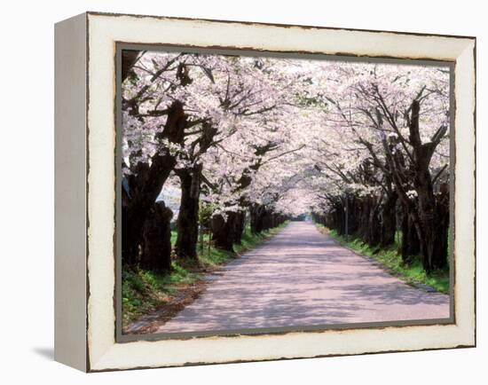 Row of Cherry Trees-null-Framed Premier Image Canvas