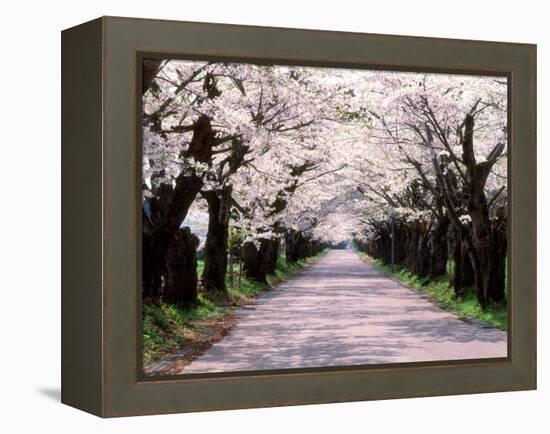 Row of Cherry Trees-null-Framed Premier Image Canvas