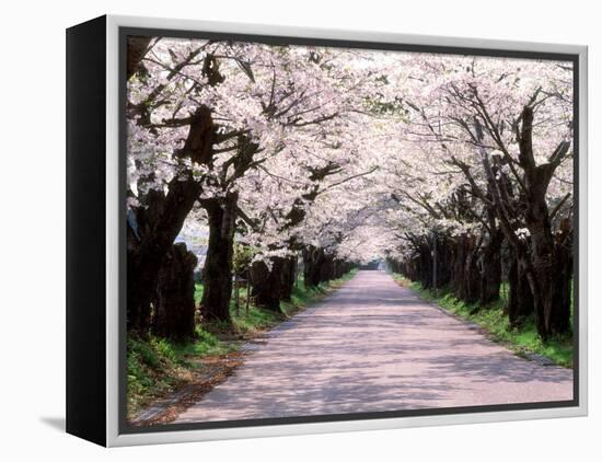 Row of Cherry Trees-null-Framed Premier Image Canvas