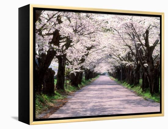 Row of Cherry Trees-null-Framed Premier Image Canvas