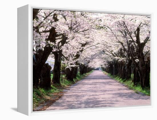 Row of Cherry Trees-null-Framed Premier Image Canvas