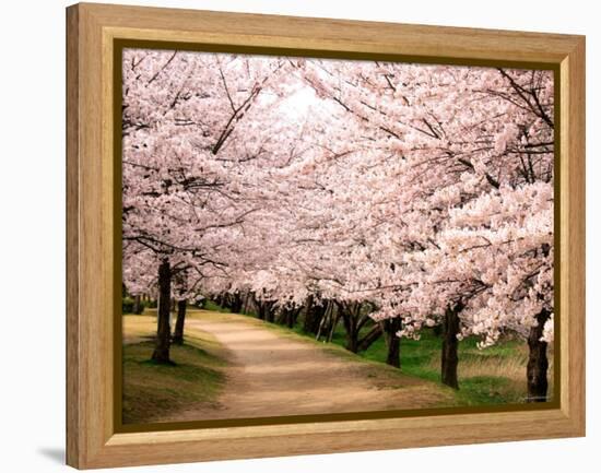 Row of Cherry Trees-null-Framed Premier Image Canvas