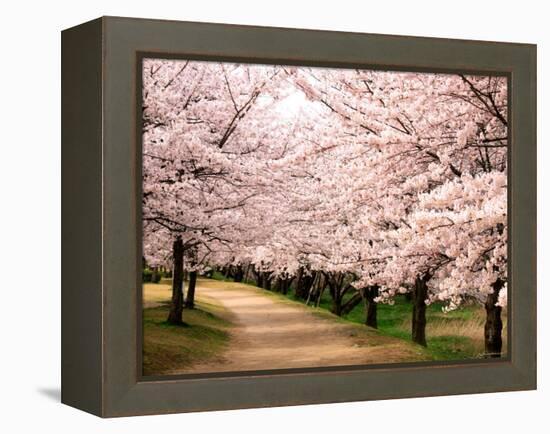 Row of Cherry Trees-null-Framed Premier Image Canvas