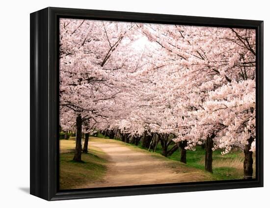 Row of Cherry Trees-null-Framed Premier Image Canvas