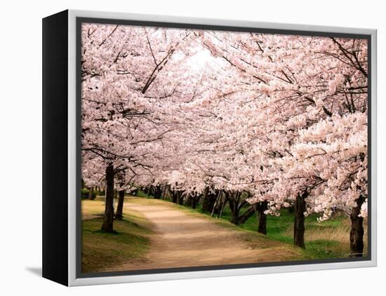 Row of Cherry Trees-null-Framed Premier Image Canvas