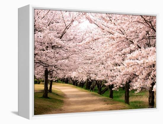 Row of Cherry Trees-null-Framed Premier Image Canvas