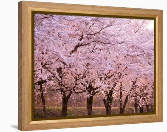 Row of Cherry Trees-null-Framed Premier Image Canvas