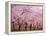 Row of Cherry Trees-null-Framed Premier Image Canvas