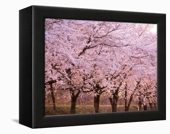 Row of Cherry Trees-null-Framed Premier Image Canvas