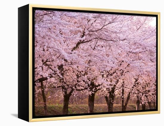 Row of Cherry Trees-null-Framed Premier Image Canvas