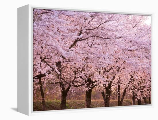 Row of Cherry Trees-null-Framed Premier Image Canvas