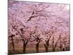Premium Photographic Print