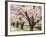 Row of Cherry Trees-null-Framed Photographic Print