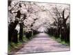 Photographic Print