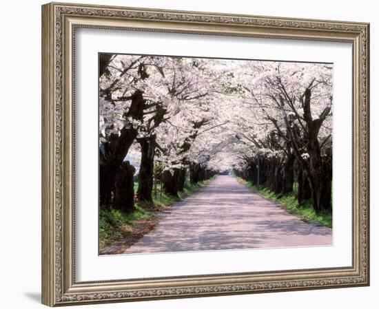 Row of Cherry Trees-null-Framed Photographic Print