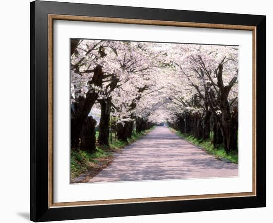 Row of Cherry Trees-null-Framed Photographic Print