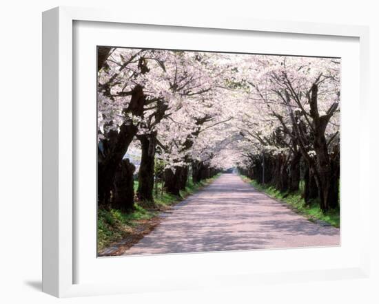 Row of Cherry Trees-null-Framed Photographic Print