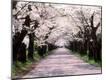 Photographic Print