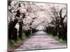 Row of Cherry Trees-null-Mounted Photographic Print
