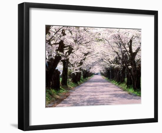 Row of Cherry Trees-null-Framed Photographic Print