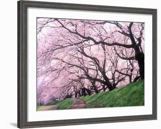 Row of Cherry Trees-null-Framed Photographic Print