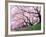 Row of Cherry Trees-null-Framed Photographic Print