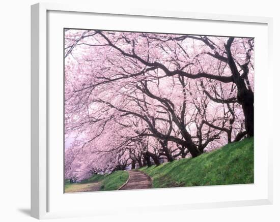 Row of Cherry Trees-null-Framed Photographic Print