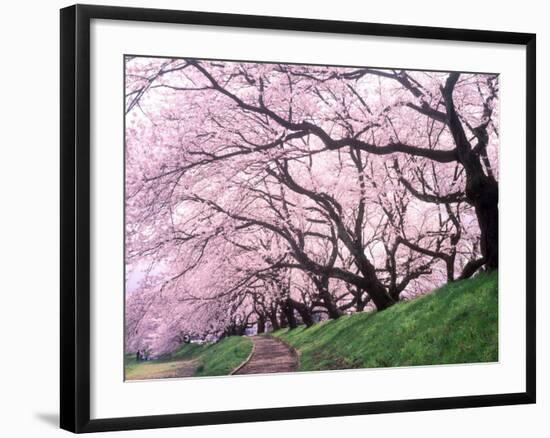 Row of Cherry Trees-null-Framed Photographic Print