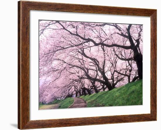 Row of Cherry Trees-null-Framed Photographic Print