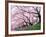 Row of Cherry Trees-null-Framed Photographic Print