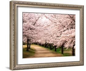 Row of Cherry Trees-null-Framed Photographic Print