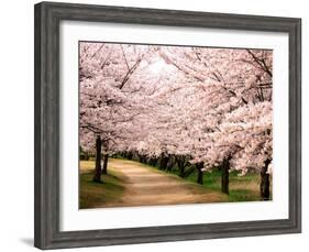 Row of Cherry Trees-null-Framed Photographic Print