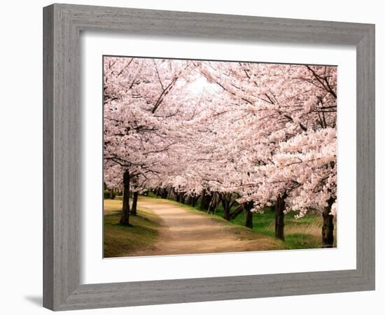 Row of Cherry Trees-null-Framed Photographic Print