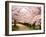 Row of Cherry Trees-null-Framed Photographic Print