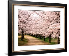 Row of Cherry Trees-null-Framed Photographic Print