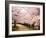 Row of Cherry Trees-null-Framed Photographic Print