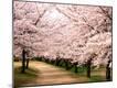 Photographic Print