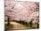 Row of Cherry Trees-null-Mounted Photographic Print