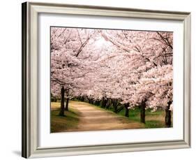 Row of Cherry Trees-null-Framed Photographic Print